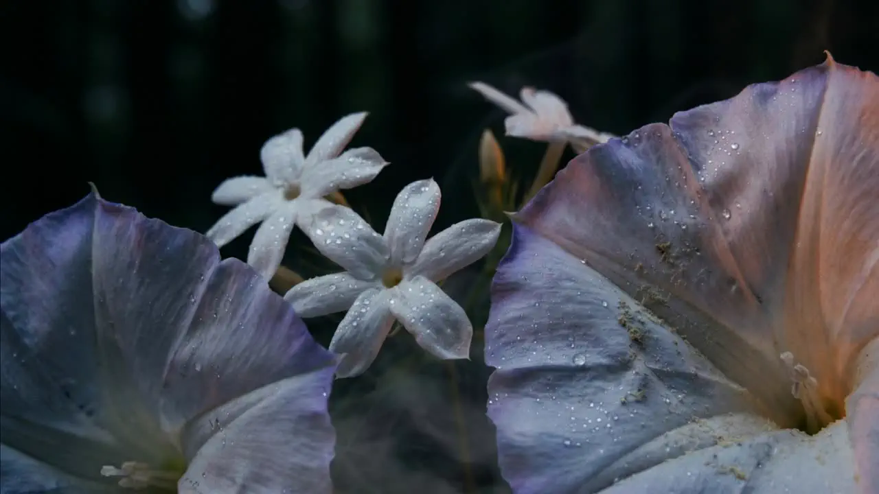 Night-blooming jasmine opening in darkness, petals catching a low light.